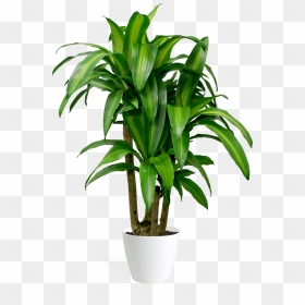 494 4949167 Dracaena Massangeana Stump Green Leaves - Dracaena Fragrans Png, Transparent Png - indoor plant png