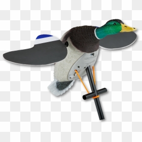 Image Of The Lucky Duck Junior - Lucky Duck Junior 2, HD Png Download - duck hunt duck png
