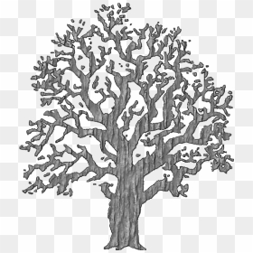 Tree With Bark - Trees Black And White, HD Png Download - tree bark png