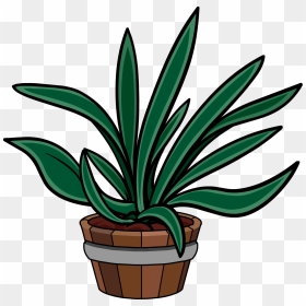 Club Penguin Rewritten Wiki - Agave, HD Png Download - yucca png