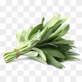 Thumb Image - Sage Vegetable, HD Png Download - sage png