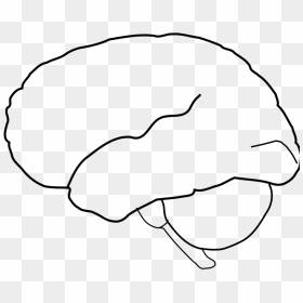 Outline Drawing Of A Brain, HD Png Download - head outline png