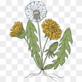 Dandelion Plant Clipart - Illustration, HD Png Download - plant clipart png