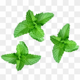 Nepeta, HD Png Download - mint leaf png