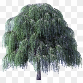 Weeping Willow Tree Png, Transparent Png - tree bark png