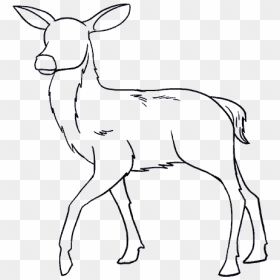 Easy Female Deer Drawing, HD Png Download - fawn png