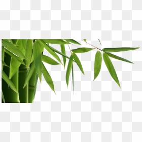 Bamboo Is Elegant, Modern With Many Benefits Inside - Transparent Background Bamboo Transparent, HD Png Download - modern border png