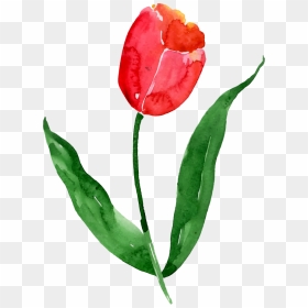 Tulip, HD Png Download - png watercolor