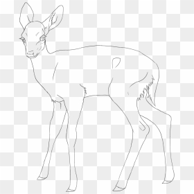 Mammal Drawing Fawn - White-tailed Deer, HD Png Download - fawn png