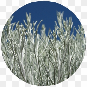 Desert Sage Png , Png Download - Portable Network Graphics, Transparent Png - sage png