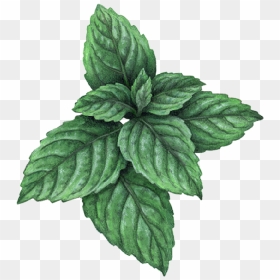 Houseplant, HD Png Download - mint leaf png