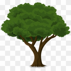 Thumb Image - Drawing Of A Tall Tree, HD Png Download - tree graphic png