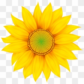 Transparent Daisy Flower Png , Png Download - Mother's Day Wishes In Telugu, Png Download - daisy flower png