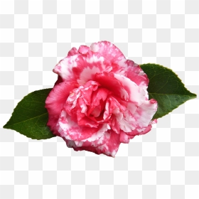 Transparent Japanese Flowers Png - Camellia Flower Png, Png Download - japanese flower png