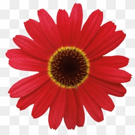 Transparent Daisy Flower Png - Certified Youtube Mechanic Patch, Png Download - daisy flower png