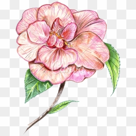Transparent Japanese Flowers Png - Colored Drawn Flowers Png, Png Download - japanese flower png