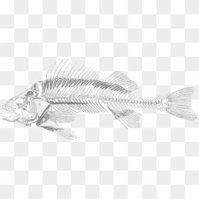 Dead Fish 001 Clip Arts - Fish Skeleton Png, Transparent Png - dead fish png