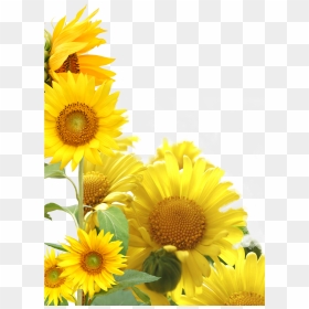 Transparent Sunflower Frame Png - Sunflower Photo Frame Png, Png Download - sunflower border png