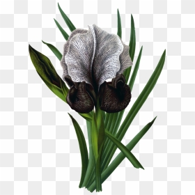 Hd Gorgeous Vintage Painted Flowers - Irises, HD Png Download - painted flowers png