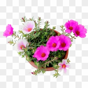 Portulaca Flowers Png, Transparent Png - japanese flower png