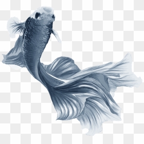 Fishyyy - Illustration, HD Png Download - dead fish png