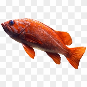 Goldfish, HD Png Download - dead fish png