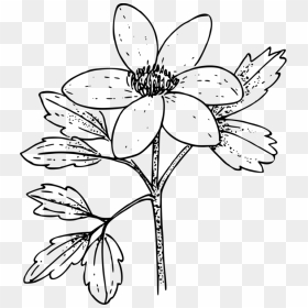 Paper Flower Canada Anemone Japanese Anemone Drawing - Paper Flowwer In Drawing, HD Png Download - japanese flower png
