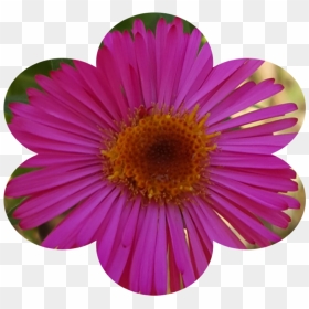 #florecita - Barberton Daisy, HD Png Download - florecitas png