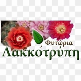 Cyprus Cactus - Φυτωρια Λακκοτρυπη, HD Png Download - cacti png