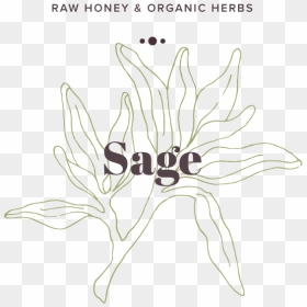 Sage, HD Png Download - sage png