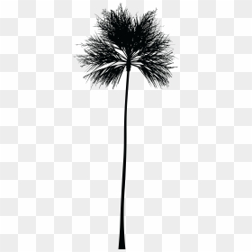 This Free Icons Png Design Of Palm Tree Silhouette - Do A Palm Tree Silhouette, Transparent Png - tree graphic png