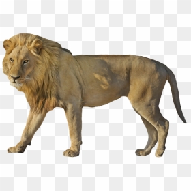 Lion Wildcat Standing Png Image - Beautiful Png Lion Hd, Transparent Png - wildcat png