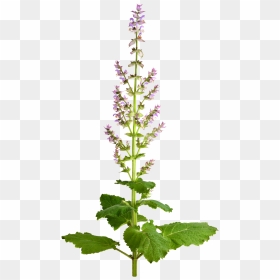 Salvia Sclarea Png, Transparent Png - sage png