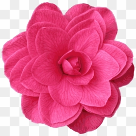 Pink,plant,flower - Clip Art, HD Png Download - japanese flower png