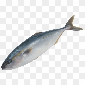 Grab And Download Fish Png Icon - Small Fish Transparent Background, Png Download - fish icon png