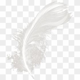 #mq #white #feather #feathers - Monochrome, HD Png Download - white feathers png