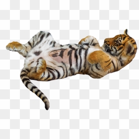 Tiger Pup On It"s Back - Siberian Tiger, HD Png Download - tiger silhouette png