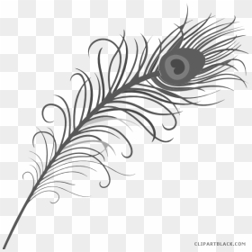 Feather Clipart Black And White - Peacock Feather Drawing Png, Transparent Png - white feathers png