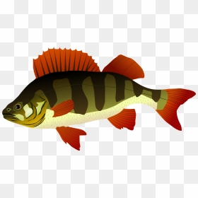 Bass Clipart Snapper Fish - Perch Clipart, HD Png Download - dead fish png