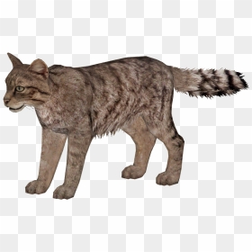 Wild Cat Png, Transparent Png - wildcat png