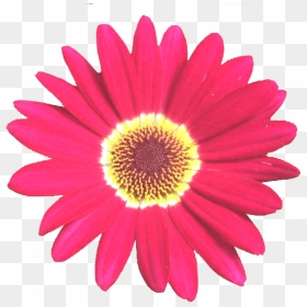 Grandaisy Red 6 Cm Daisy Flowers Early Blooming Argyranthemum - Purple Flower Clipart Png, Transparent Png - daisy flower png