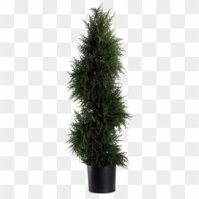 43 - Pond Pine, HD Png Download - topiary png