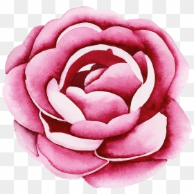 Garden Roses, HD Png Download - japanese flower png
