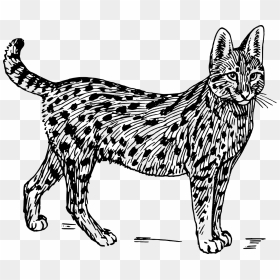 Black And White Serval, HD Png Download - wildcat png