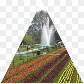 Tulip Garden Kashmiri, HD Png Download - fountain grass png