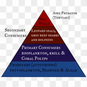 Picture - Triangle, HD Png Download - food pyramid png