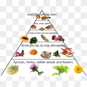 Food, HD Png Download - food pyramid png