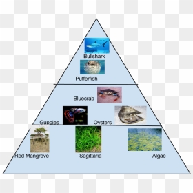 Food Pyramid - Food Pyramid For Mangroves, HD Png Download - food pyramid png