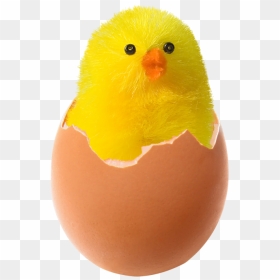 Transparent Chicken Fried Egg Egg Yellow Easter Egg - Chicken With Broken Egg, HD Png Download - beak png