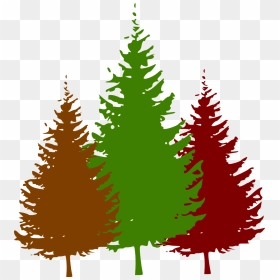 Pine Tree Black And White, HD Png Download - fall trees png